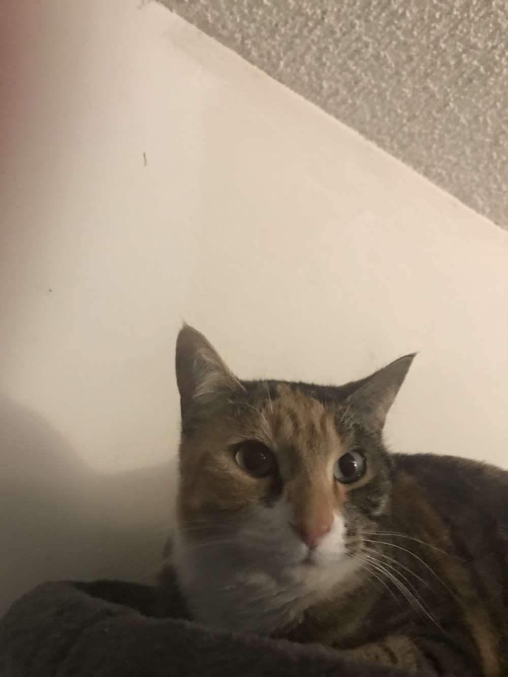 Close-up of Kitterson on her cat mansion.