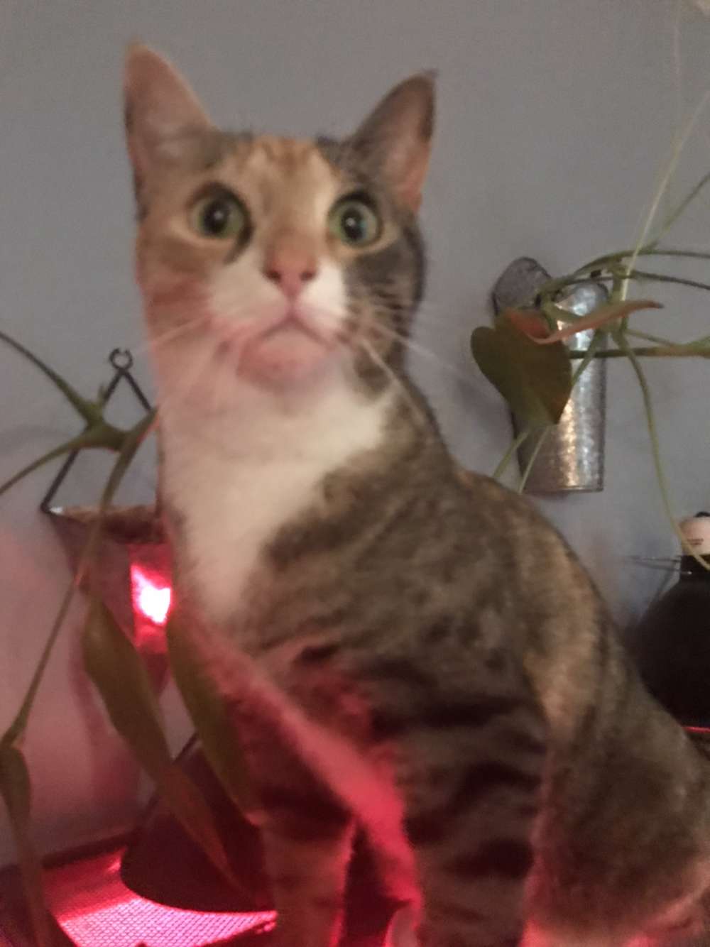 Looking a little excited.